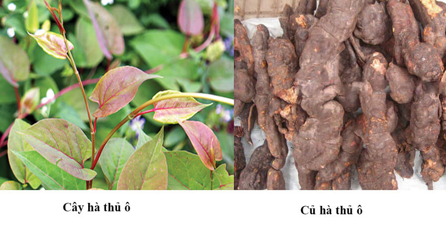 Cao Hà Thủ Ô Đỏ 250 GRAM