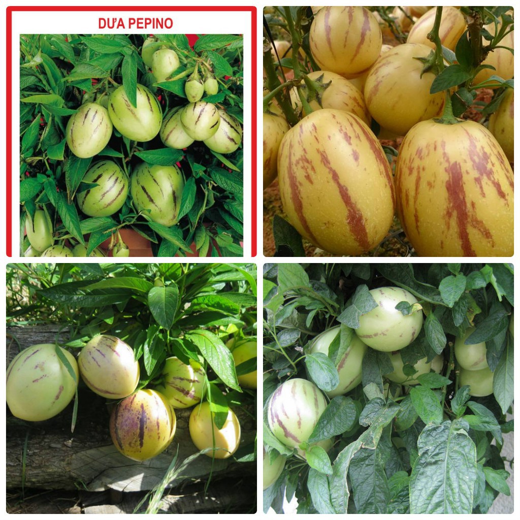 Hạt giống Dưa PEPINO dưa phỉ thúy