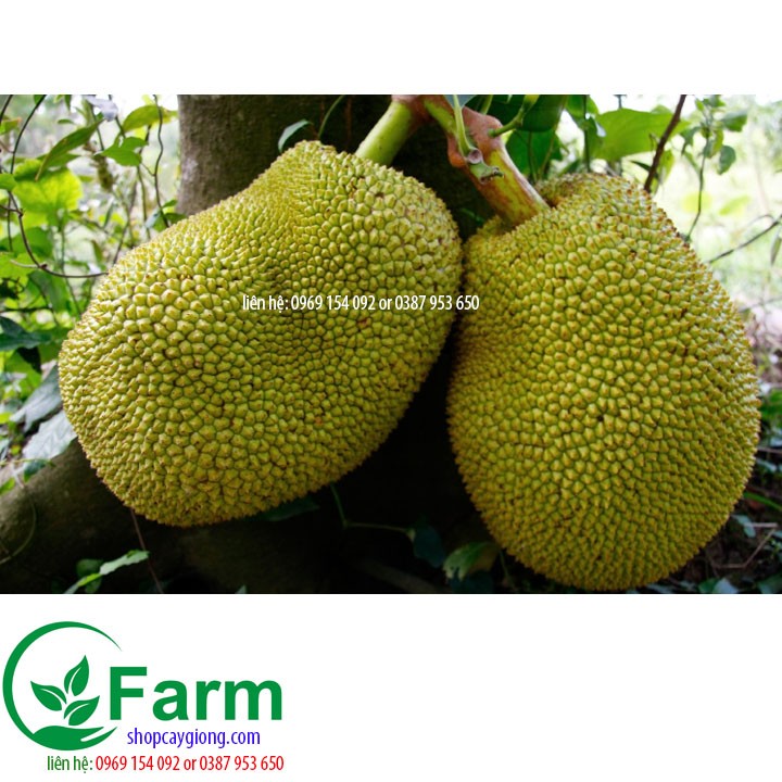 Cây mít thái siêu sớm