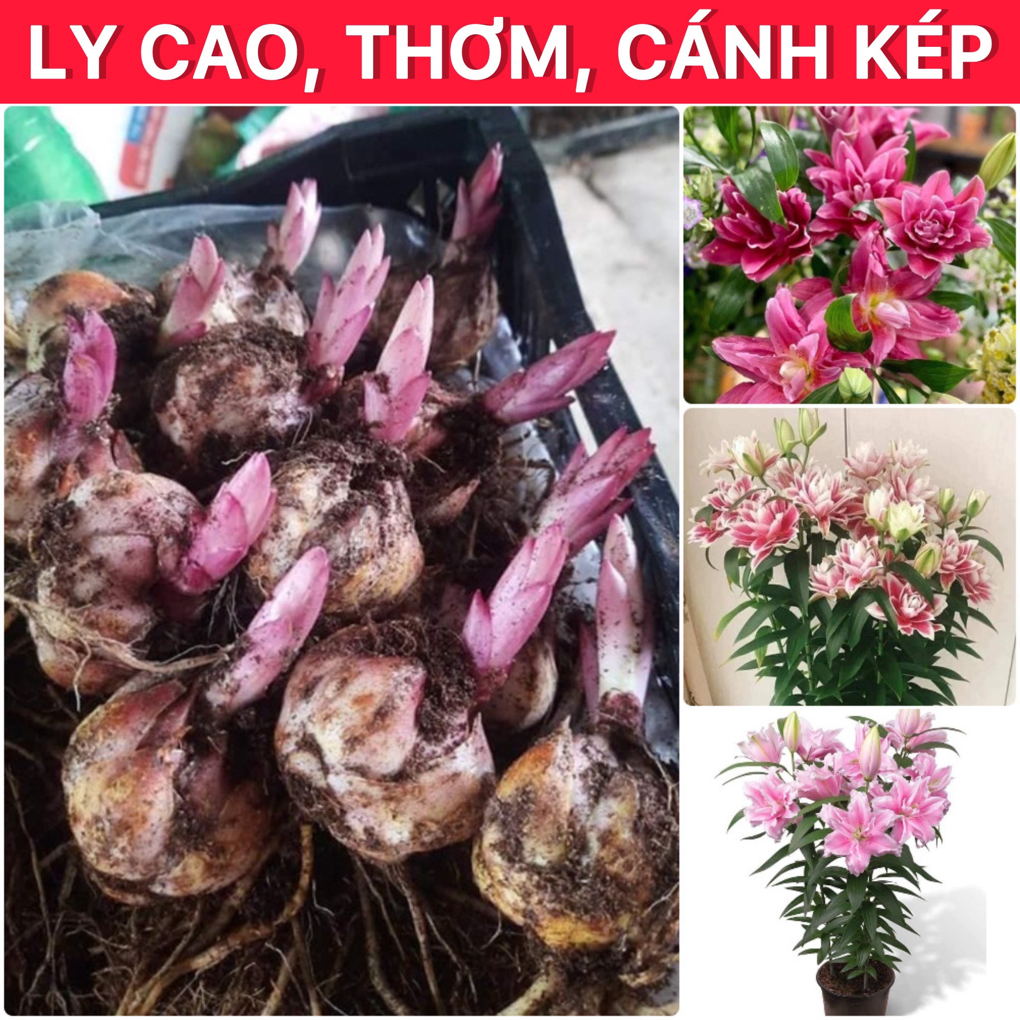 CỦ LY CAO THƠM KÉP NHẬP KHẨU HÀ LAN ĐỦ MÀU SẮC