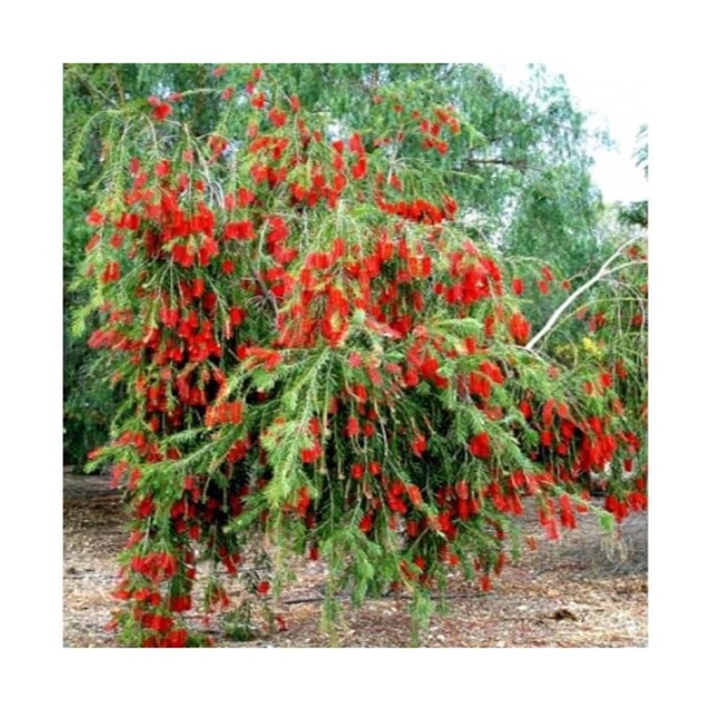 Cây hoa liễu đỏ rủ siêu hoa