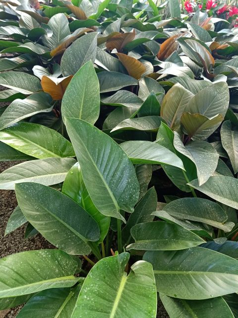 Trầu Bà đế vương