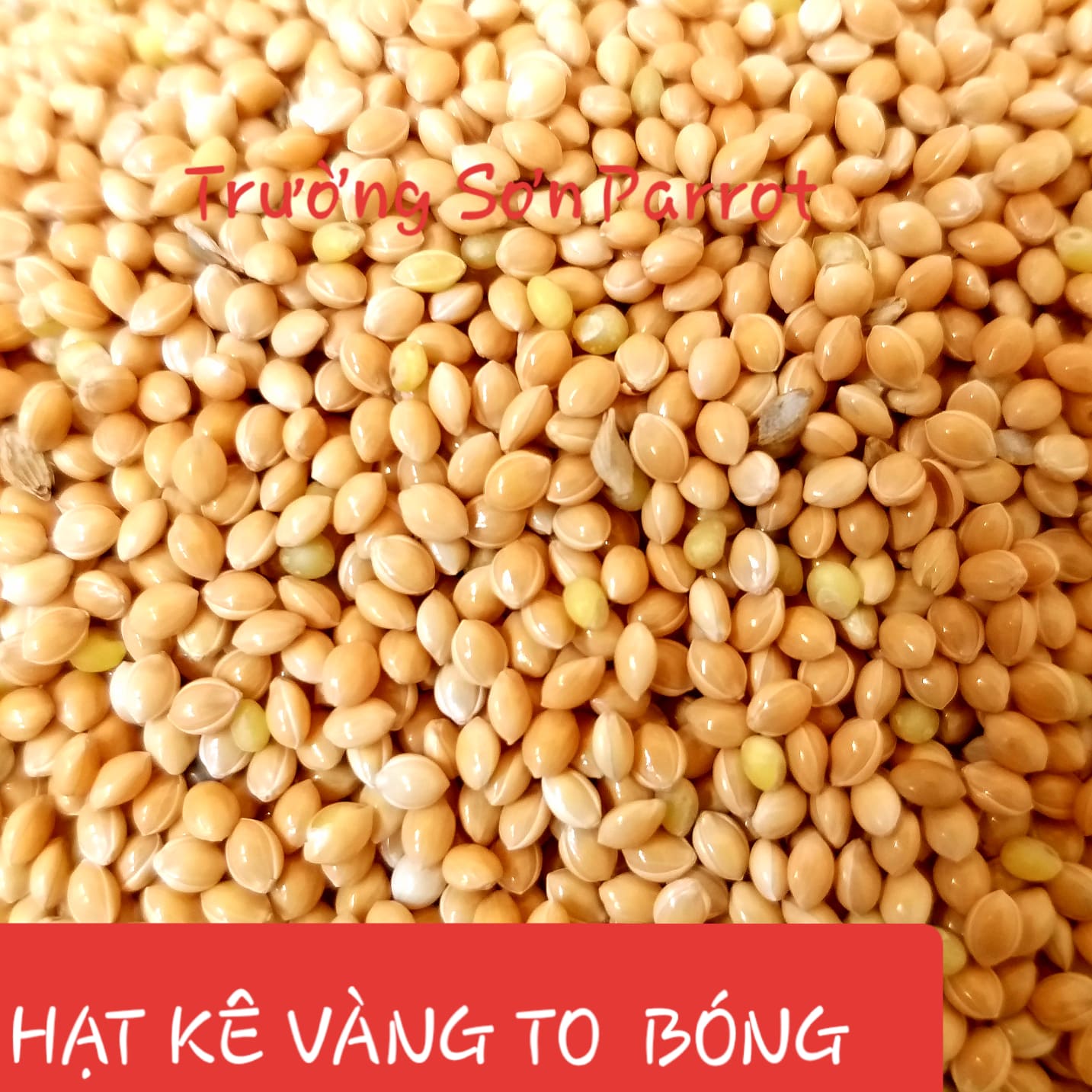 KÊ ĐỎ, KÊ VÀNG gói 500g