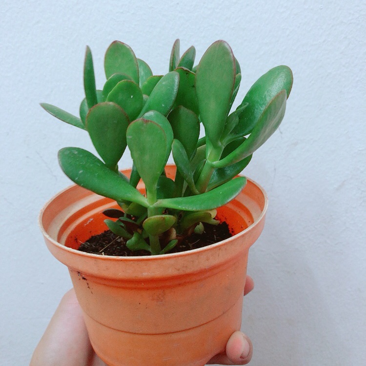 Chậu Ngọc Bích