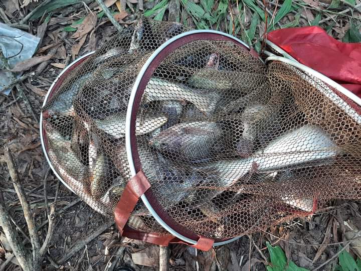 1KG MỒI RÔ PHI-MỒI CHUYÊN RÔ PHI-1KG/GÓI