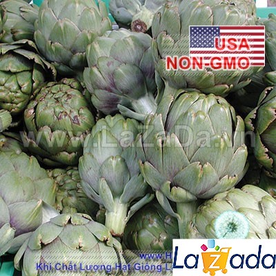 [HCM]10h Hạt Giống Atisô Globe (A5.104| C50*W23)