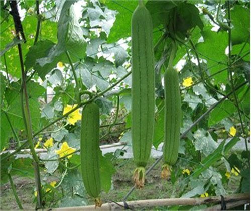 Combo 5 Cây giống Mướp hương (được kiểm tra hàng )