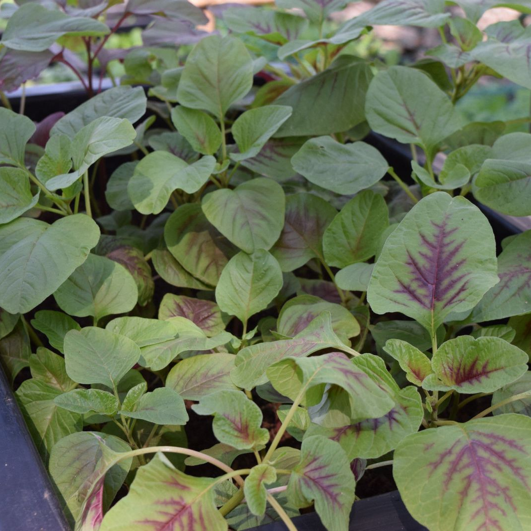 [HCM]20g Hạt Giống Rau Dền Tía Cao Sản