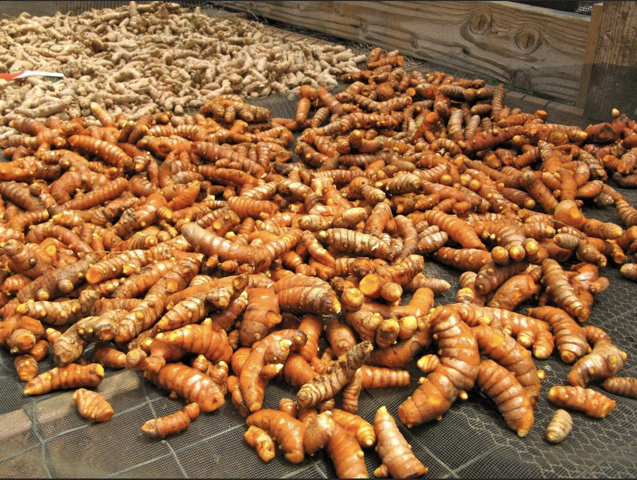 Tinh Bột Nghệ Nguyên Chất Đăk Lăk 50 gram