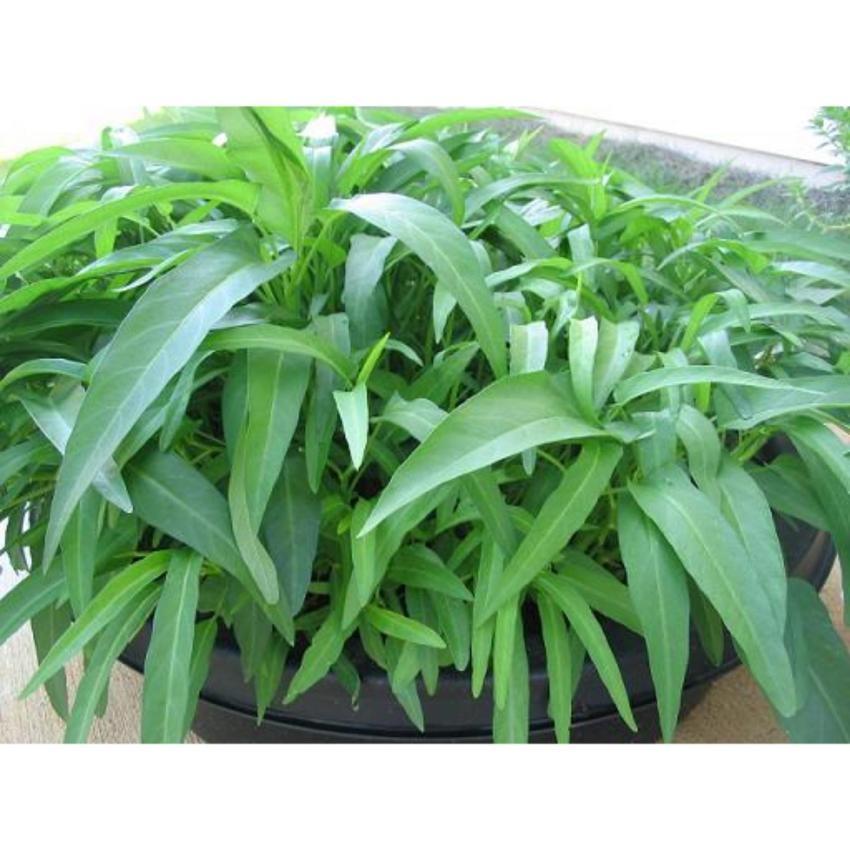 Hạt giống rau muống cao sản