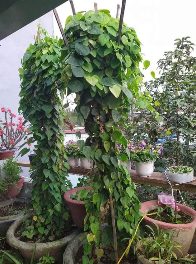 [HCM]Hạt giống sâm lông