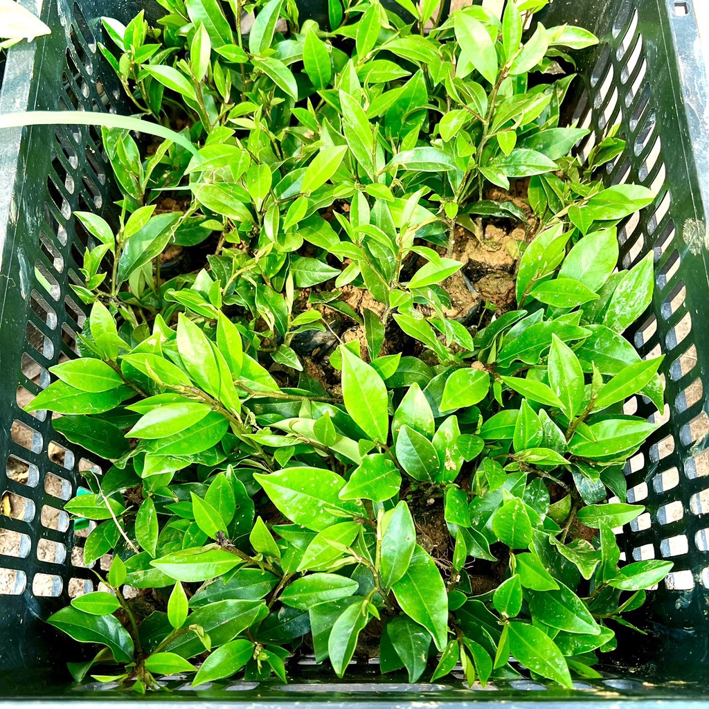 Cây giống hoa lan tiêu (hàm tiếu) hoa thơm ngát (ảnh thật số 2).