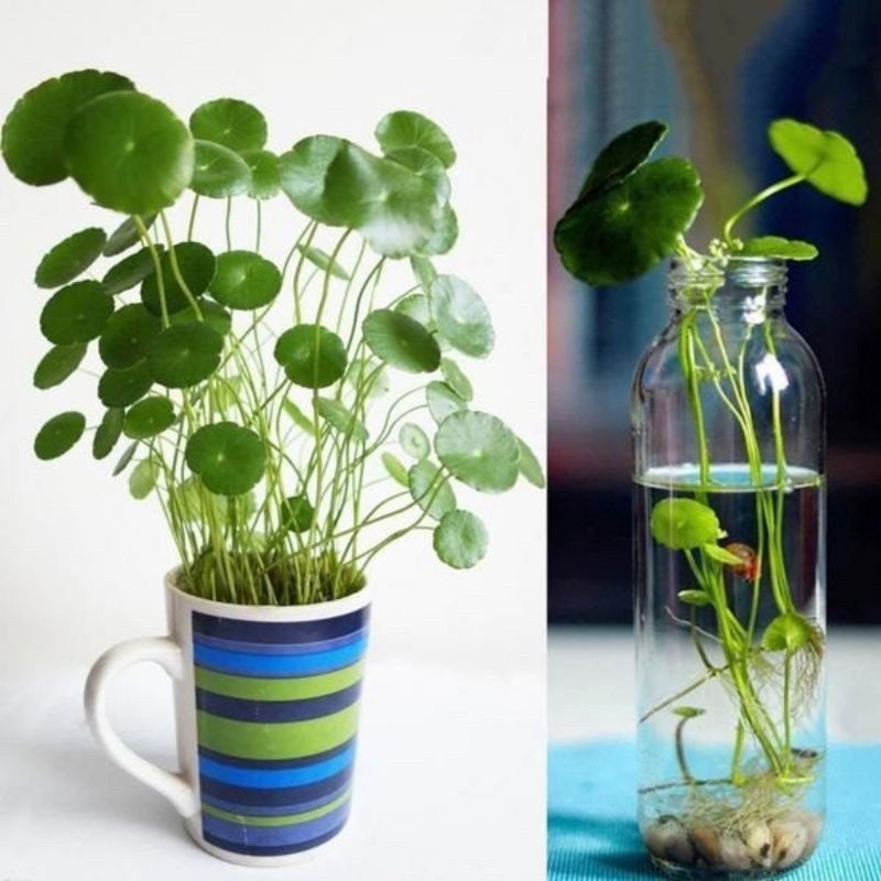 Cỏ Đồng tiền Thủy sinh cụm