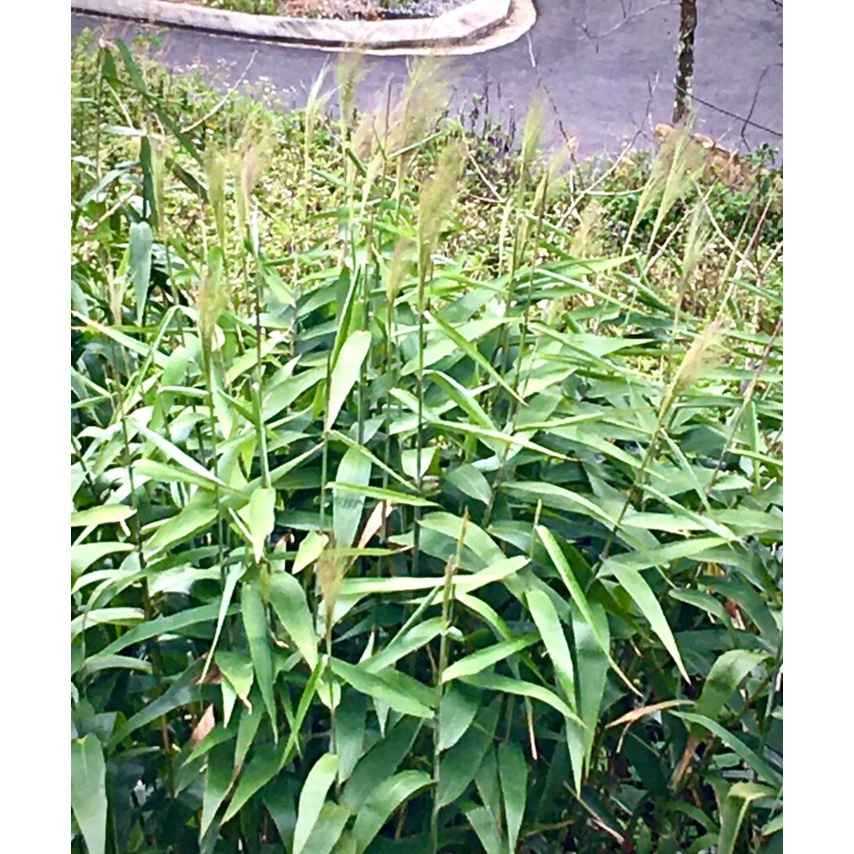 cây chít giống , cây đọt giống (1 bụi lớn)
