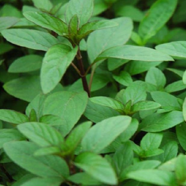Hạt giống rau húng quế-2gr