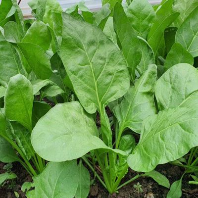 2 Kg Đất Hữu Cơ Trồng Cây Trồng Rau