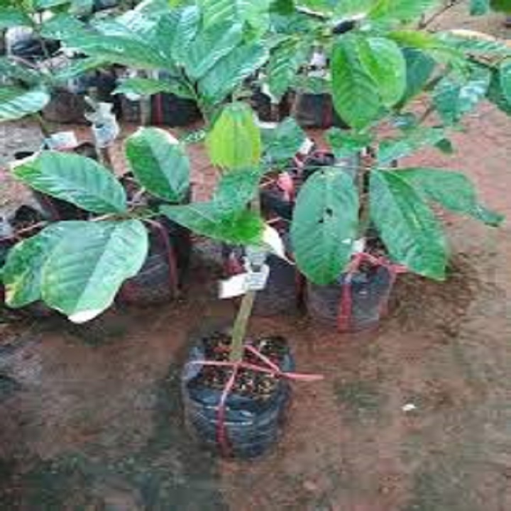 CÂY GIỐNG BÒN BON (DÂU DA ĐẤT, DÂU DA THÁI LAN) SIÊU NGON SIÊU QUẢ