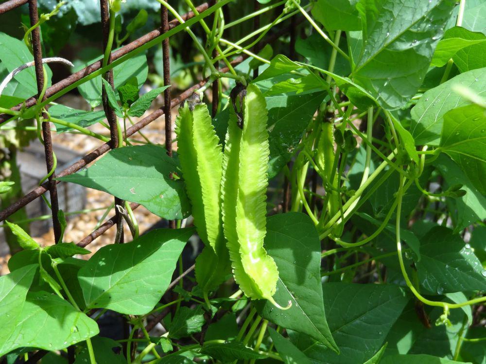 [HCM]Hạt giống đậu rồng siêu quả  siêu tăng trưởng - Tặng gói hạt giống ngẫu nhiên