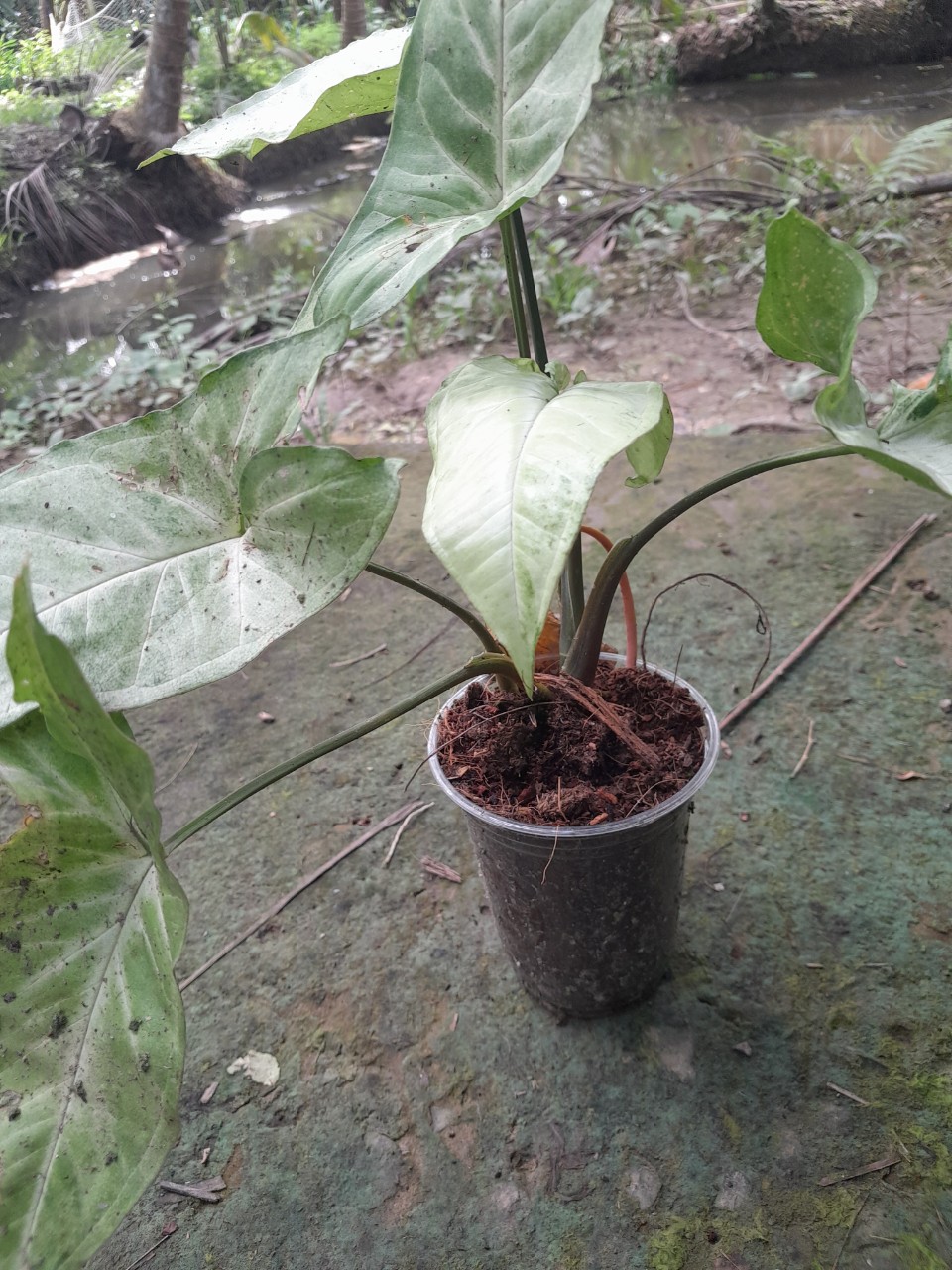 Trầu Bà Trắng ( trồng đất hay thủy sinh đều được)