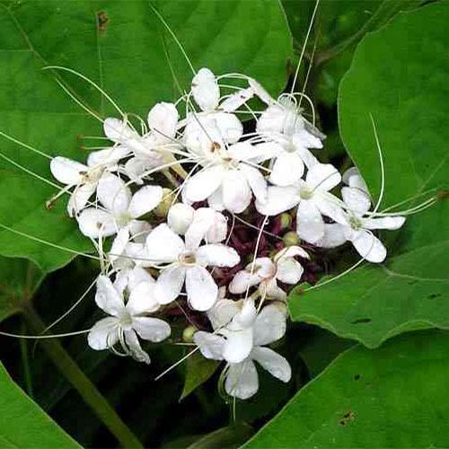 Cây bạch đồng nữ khô - 1kg