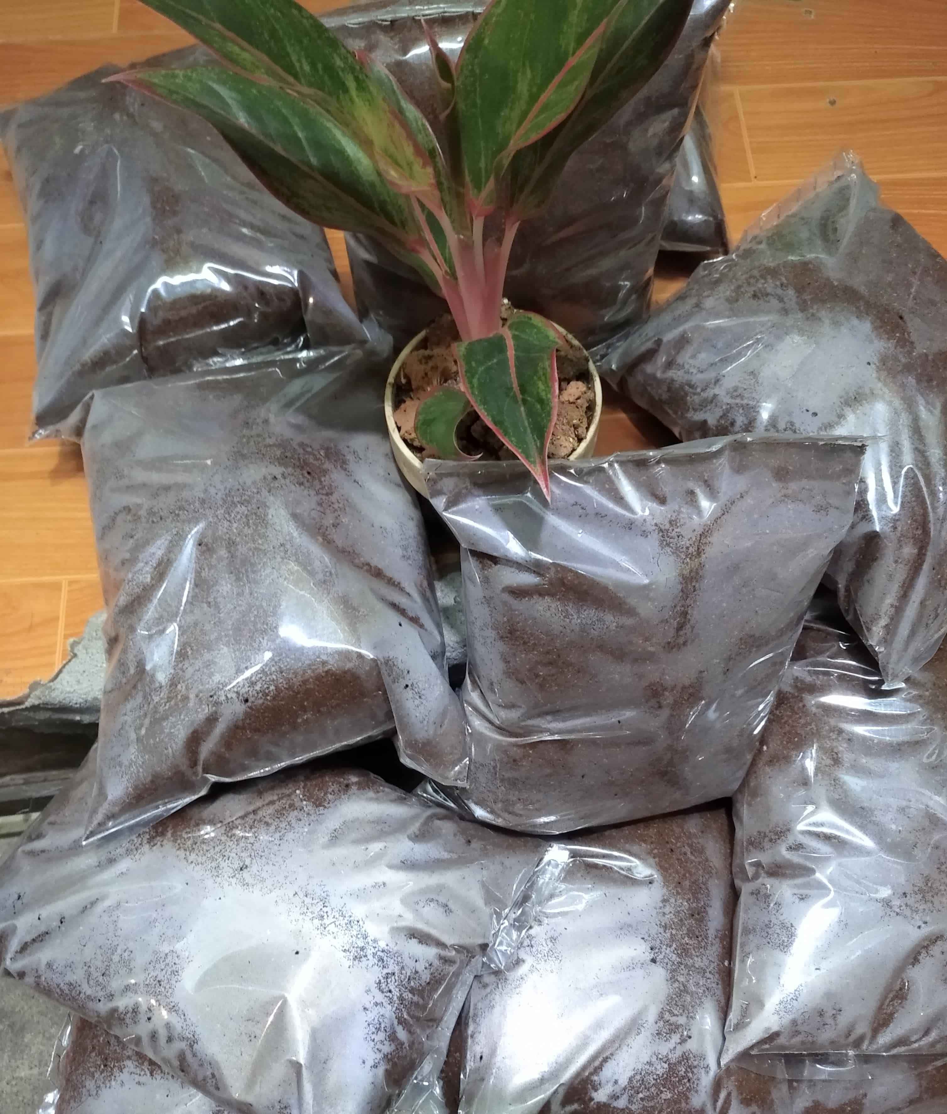 Xơ dừa mụn dừa đã xử lý 1kg