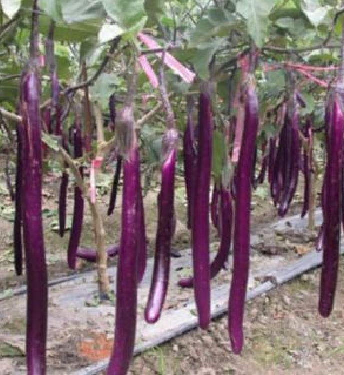Hạt giống cà tím siêu dài (gói 1 gram)