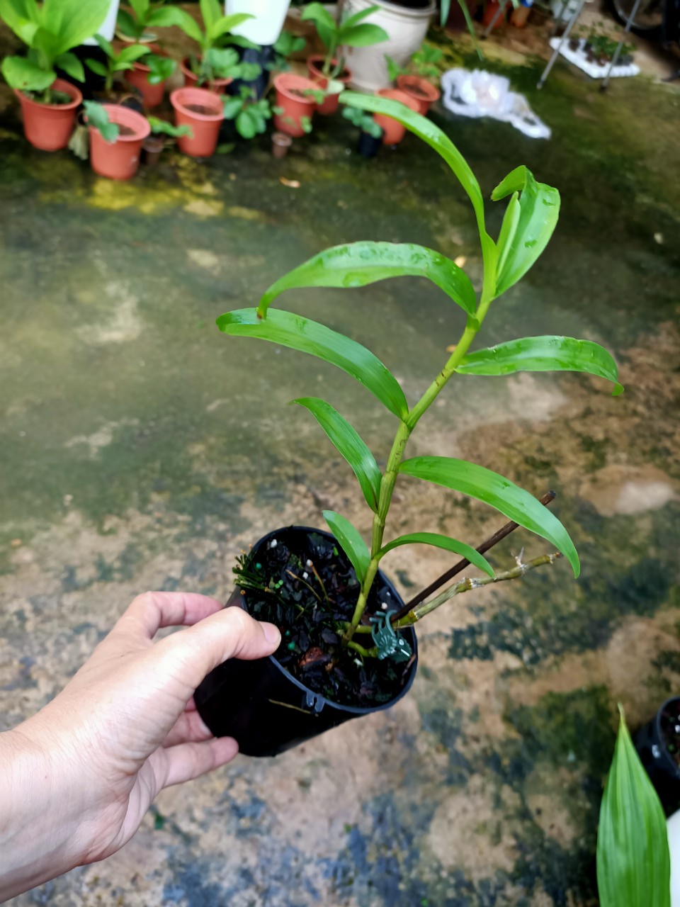 Lan hoàng thảo kèn Lai Châu ( cây giống)