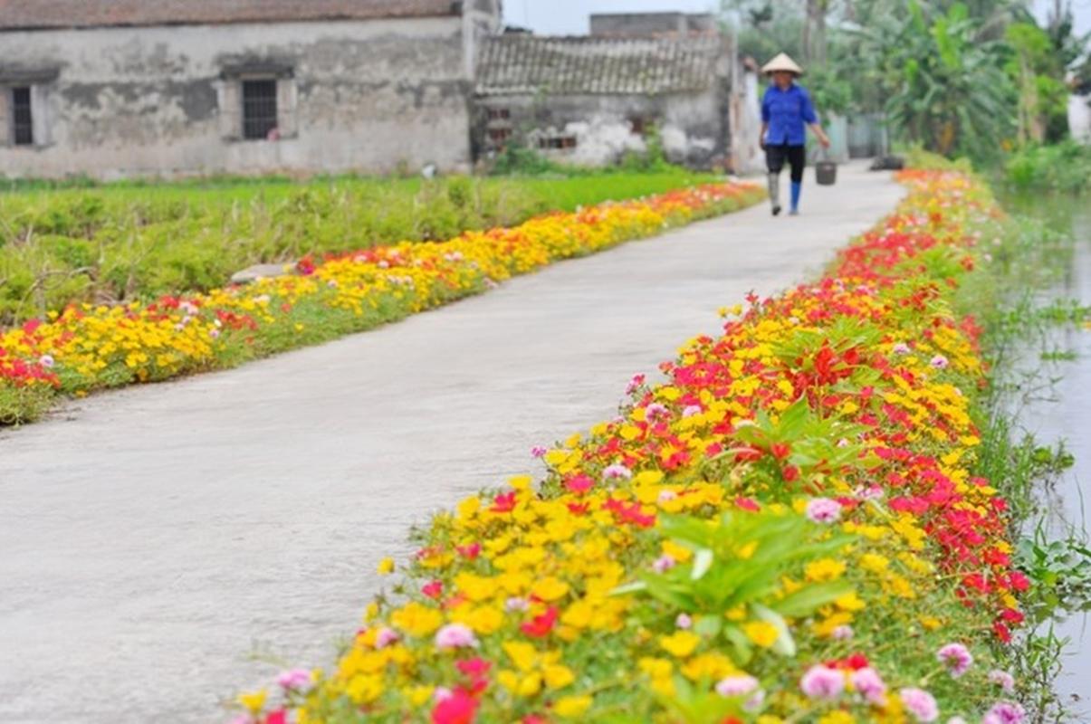 200 Hạt giống hoa mười giờ đơn