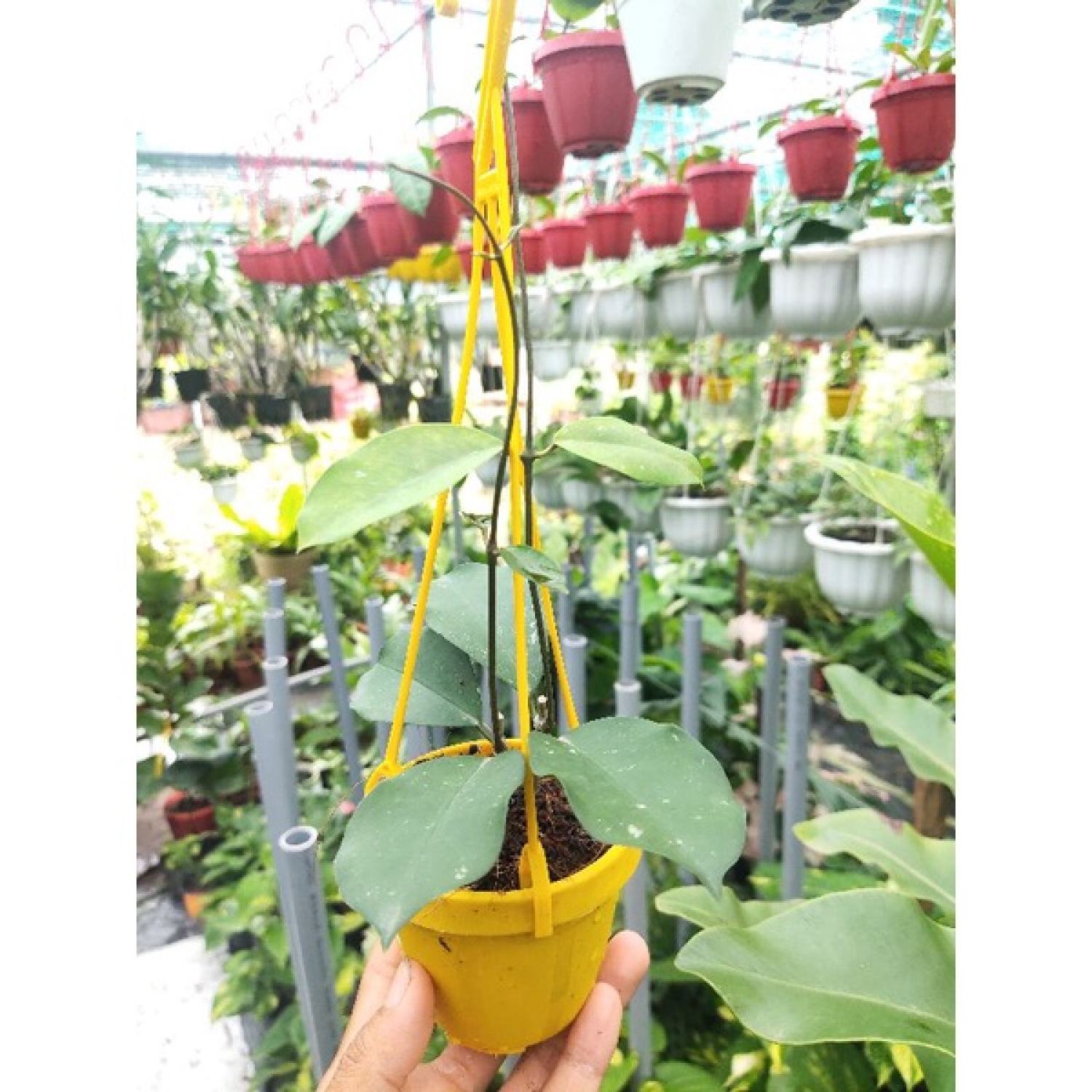 Cẩm cù nhiều loại ngẫu nhiên (không trùng loại)