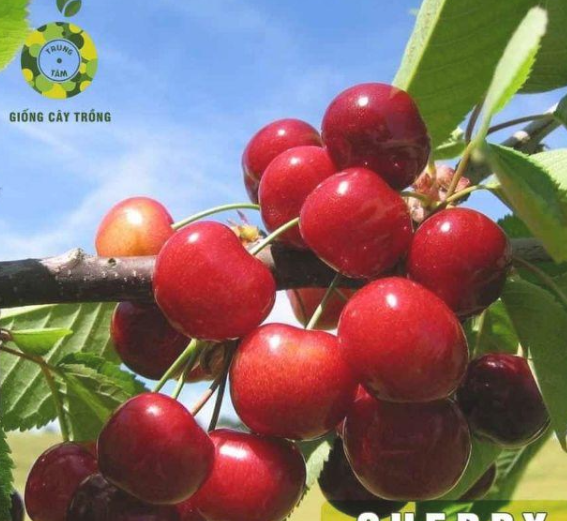 Cây cherry anh đào mỹ nhập khẩu ( muốn sỉ inbox ạ)