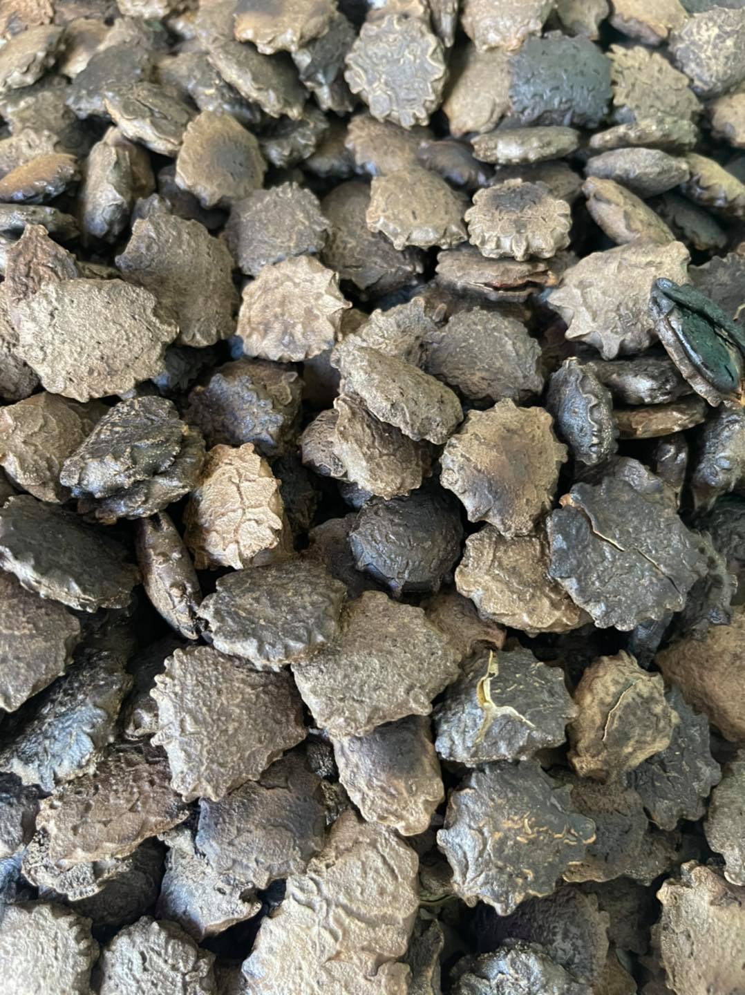 Hạt Giống Quả Gấc Cao Sản F1