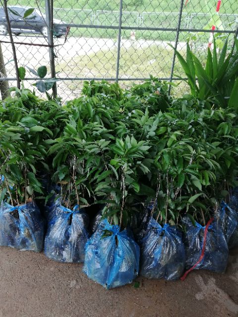 Cây giống vải Thanh Hà
