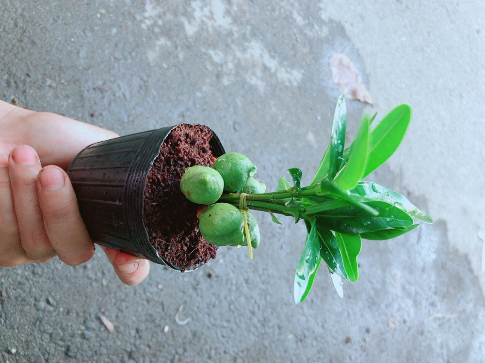 Cây May Mắn