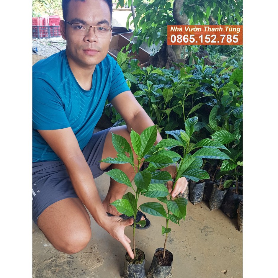 ( MỚI VỀ ) Cây giống Dâu da Đỏ - Quả Ngọt