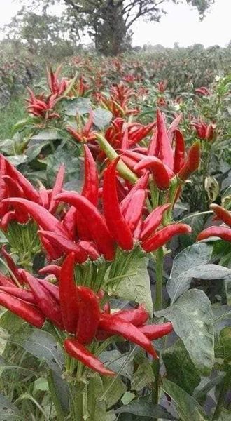 Hạt giống ớt chỉ thiên gói 30 hạt