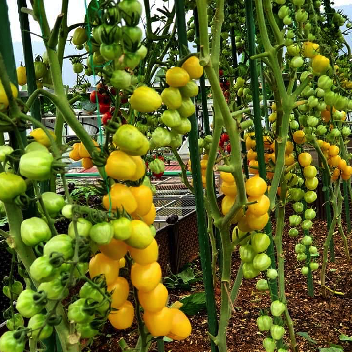 [Hạt giống Mỹ] Gói 5 hạt cà chua trái cây cherry dâu vàng Mỹ