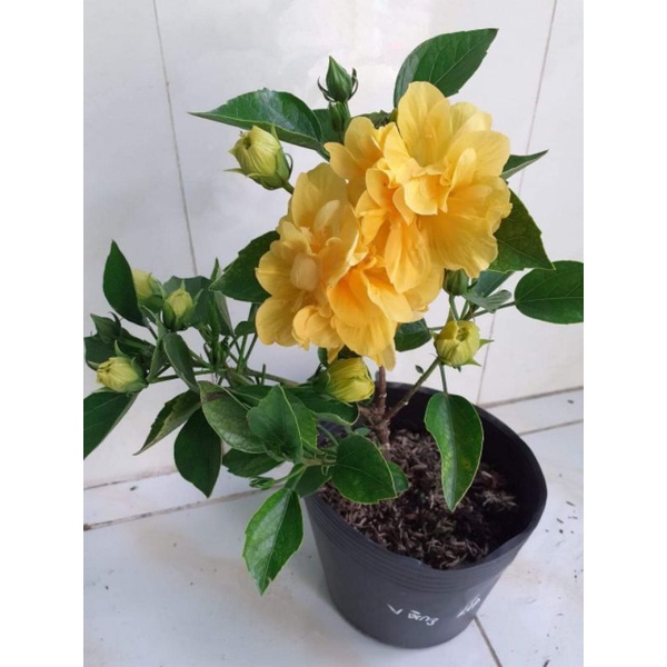Cây râm bụt đang nụ
