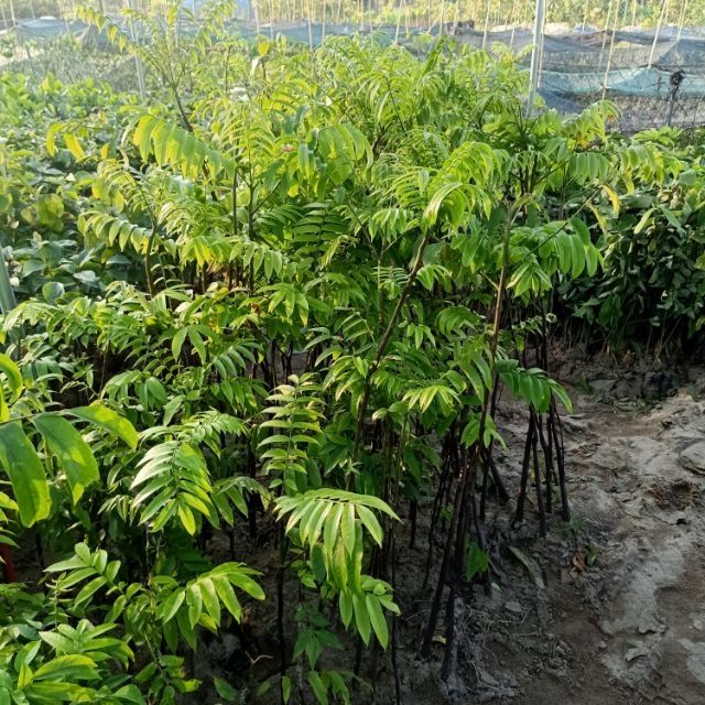 Cây Giống Sấu [CÂY THỰC SINH]
