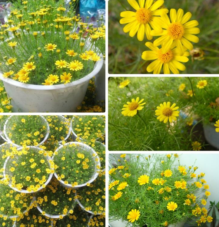 "Gói 50 Hạt " Hạt giống hoa cúc sao băng