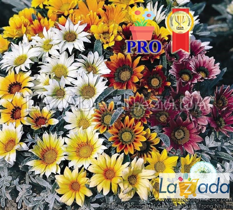 5h Hạt Giống Hoa Cúc Huân Chương Talent Mix F1Pro (TLB3| -KD: B16*V22*M238)