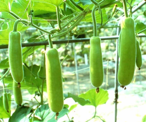 Hạt Giống Bầu Lai F1 Gói 2gr