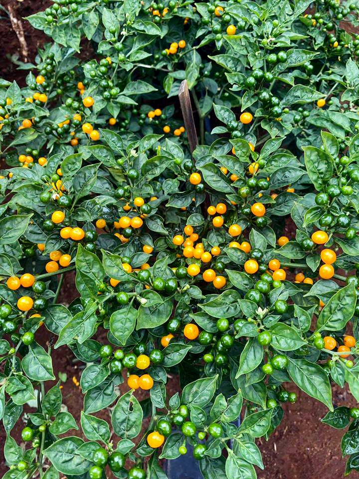 Hạt Giống ỚT PERU AJI CHARAPITA 145