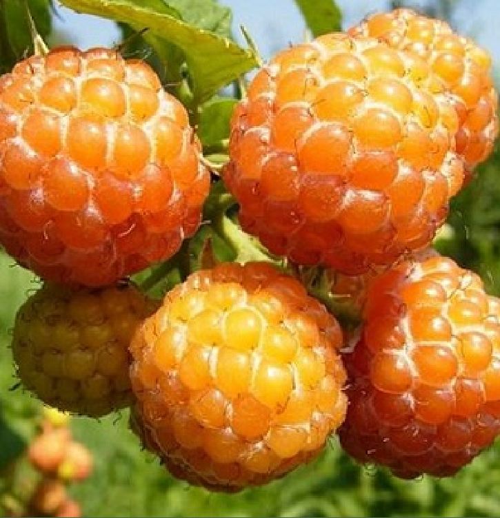 Hạt giống mâm xôi vàng - gói 30 hạt