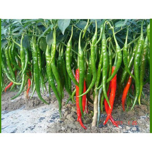 hạt giống ớt trái dài, ớt đậu đũa