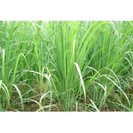 500gr Lá sả chanh sấy khô hàng chuẩn xịn