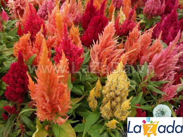 100h Hạt Giống Hoa Mào Lửa Mix Màu (C4.102| -KD: B20*V22*M204)