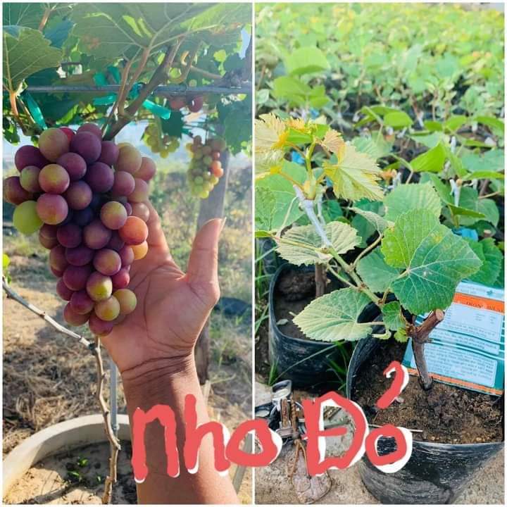 NHO ĐỎ NINH THUẬN-CÂY GIỐNG