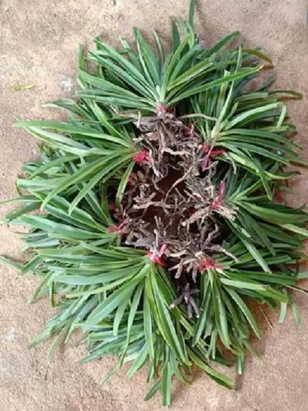 Hoa lan giáng hương sóc lào( cây to)