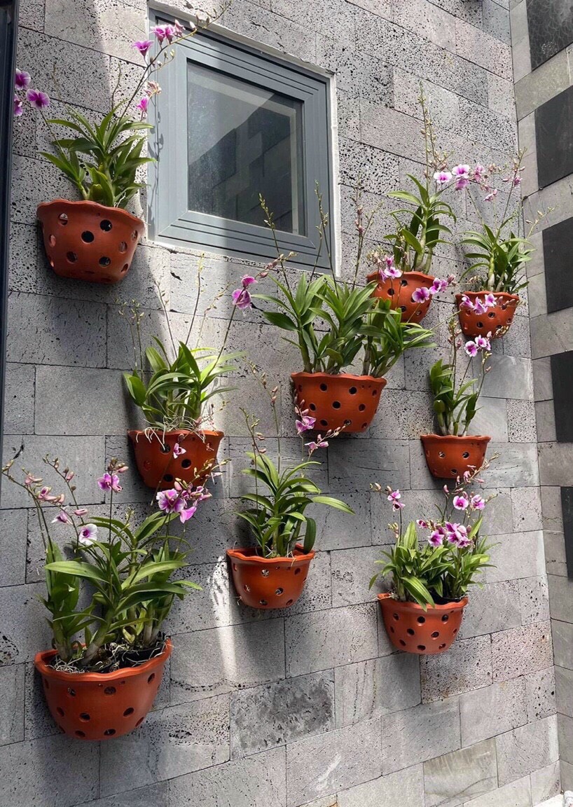 hoa lan yaya mini trưởng thành