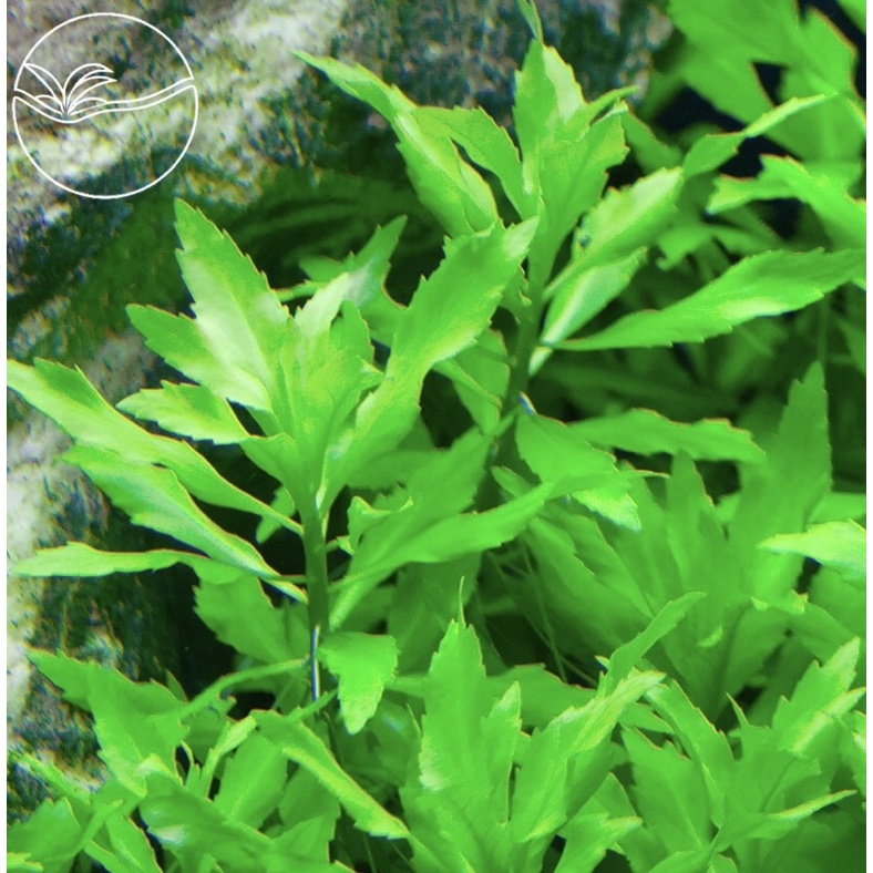 Pogostemon Cf. Pumilus - Cây Liễu Trúc - Cây Thuỷ Sinh